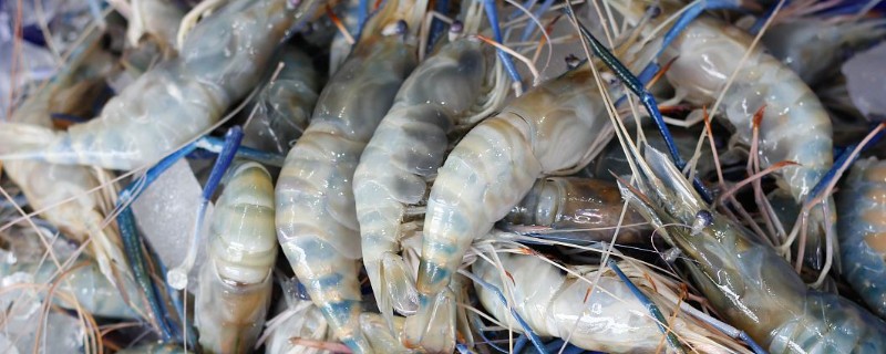 草虾的产地分布，主要分布于浙江、福建等地