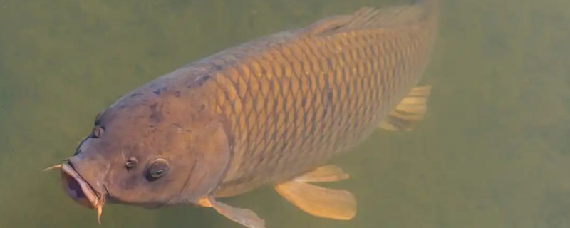 鲤鱼常出现在河道哪个位置，凹湾、坎位等位置经常发现它们的身影