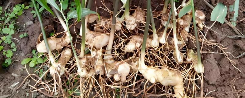 黄精的种类，分为野生黄精，多花黄精以及滇黄精