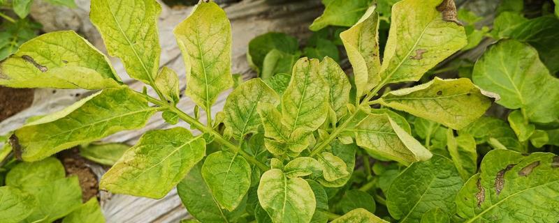 土豆叶子枯萎的原因，可能是得了叶枯病
