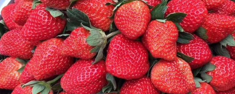 四川凉山的特色水果，有德昌草莓、西昌葡萄等
