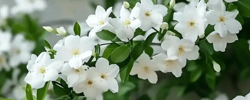 秋天茉莉花叶子发黄怎么处理，需补充光照或更换土壤等