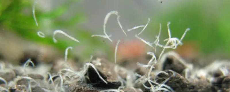 蛋白虫是不是黄粉虫，蛋白虫不是黄粉虫
