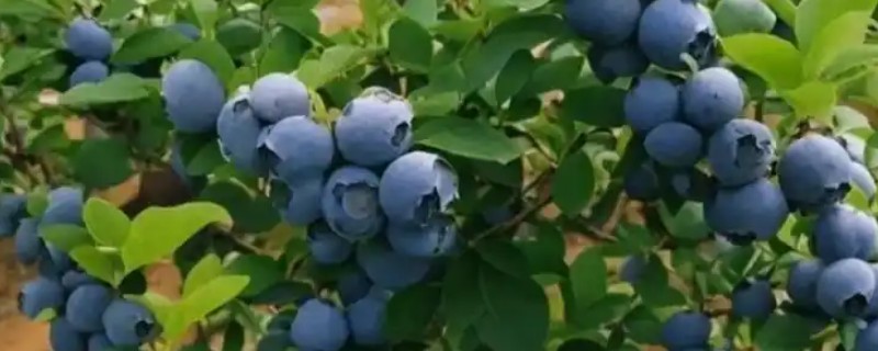 大蓝莓和小蓝莓有什么区别，外观、生长环境、口感等方面均不同