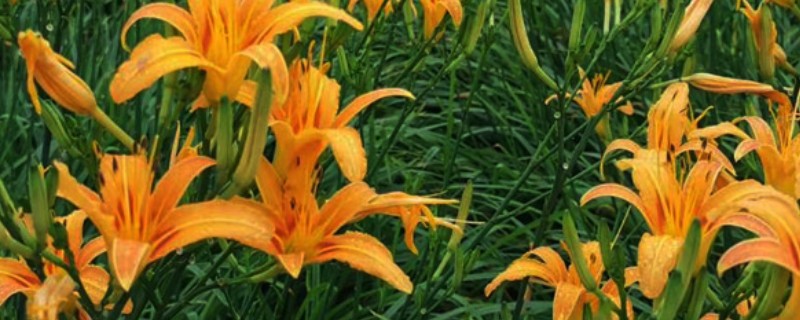 大花萱草不开花是什么原因，可能是花期未到