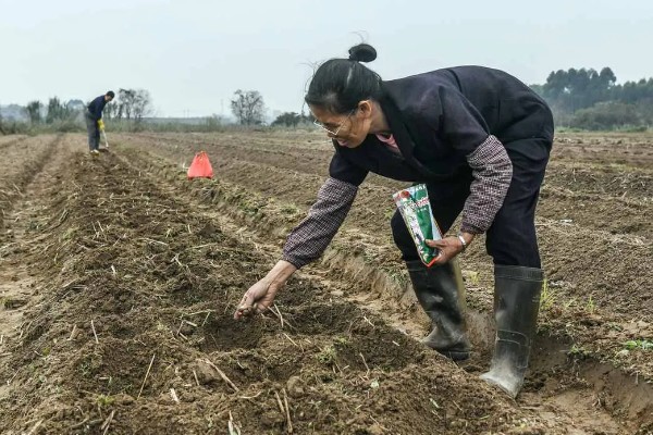 怎么种芥菜疙瘩，种植前需要先进行育苗