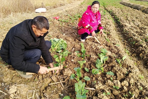 怎么种芥菜疙瘩，种植前需要先进行育苗