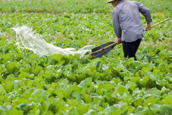 怎么种芥菜疙瘩，种植前需要先进行育苗