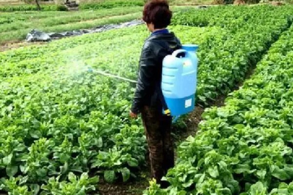 怎么种芥菜疙瘩，种植前需要先进行育苗