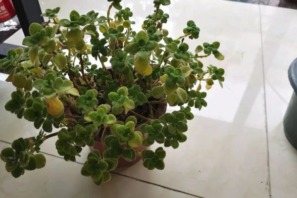 碰碰香的养殖方式，喜欢在全光照的环境中生长