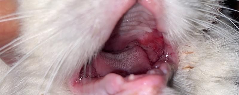 猫咪为什么会患上口炎疾病，可能是缺乏维生素所致