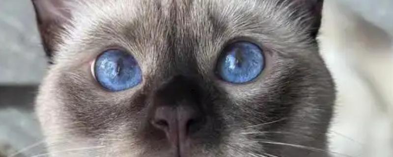 猫咪的眼睛颜色的决定因素，是眼睛虹膜色素沉着和折射
