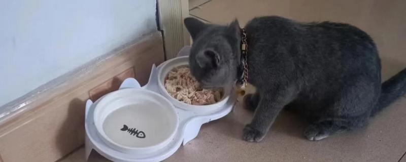 母猫下面流血的原因，可能为子宫蓄脓、子宫积液等