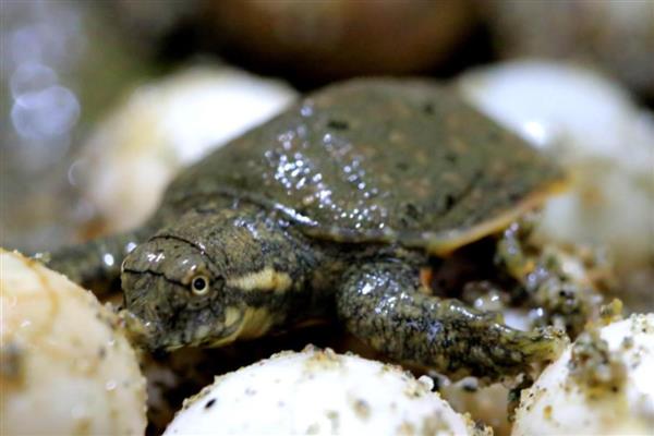 甲鱼在水中产蛋怎么办，已完成生产要把蛋放入孵化缸中