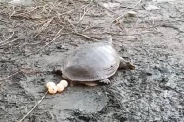 甲鱼在水中产蛋怎么办，已完成生产要把蛋放入孵化缸中