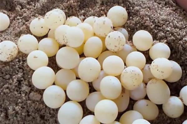 甲鱼在水中产蛋怎么办，已完成生产要把蛋放入孵化缸中