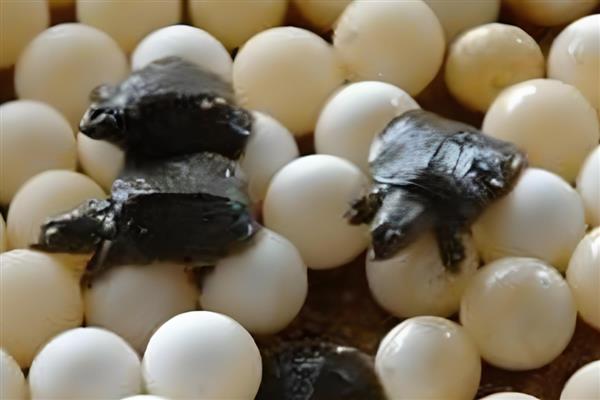 甲鱼在水中产蛋怎么办，已完成生产要把蛋放入孵化缸中