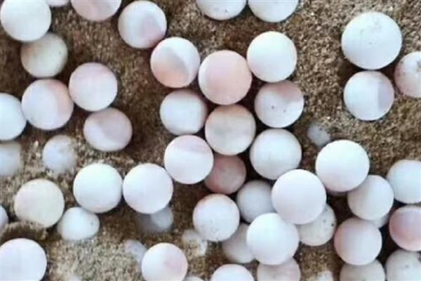 甲鱼在水中产蛋怎么办，已完成生产要把蛋放入孵化缸中