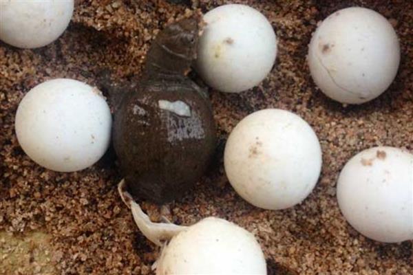 甲鱼在水中产蛋怎么办，已完成生产要把蛋放入孵化缸中