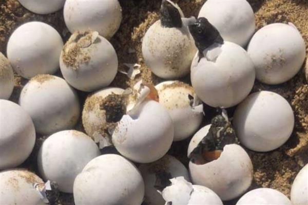 甲鱼在水中产蛋怎么办，已完成生产要把蛋放入孵化缸中