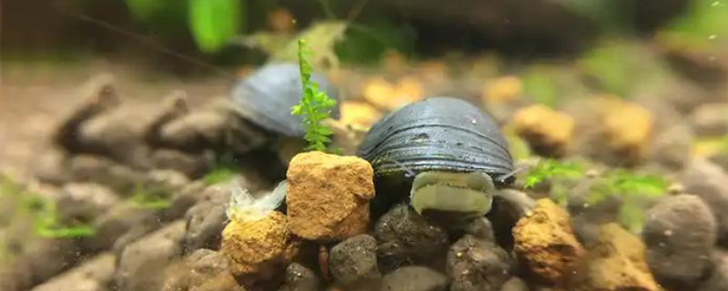 鱼缸养螺的注意事项，养殖数量不能太多