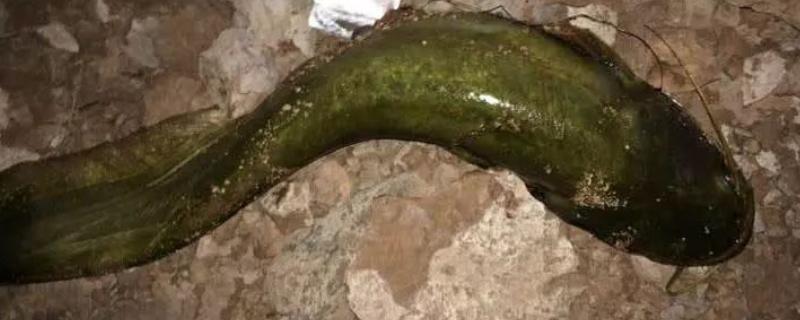 钓鲶鱼用什么饵料，最经常选择的一种就是蚯蚓