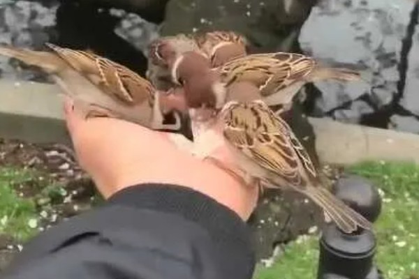麻雀多大能自主进食，出生15-20天之后基本可以