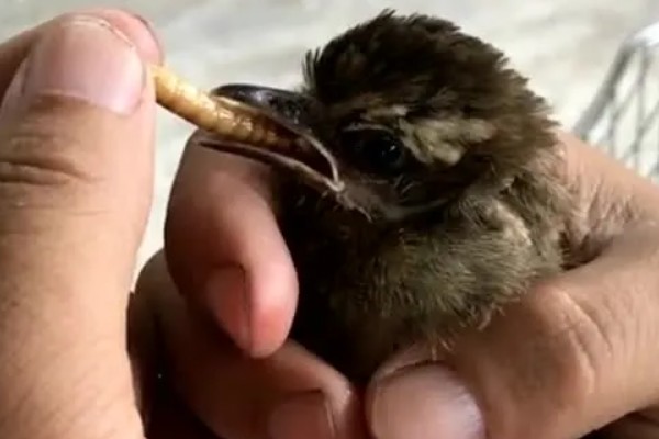 麻雀多大能自主进食，出生15-20天之后基本可以
