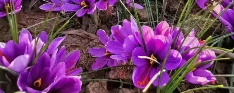 藏红花有什么花语，代表青春喜悦、无价之宝、真心挂念