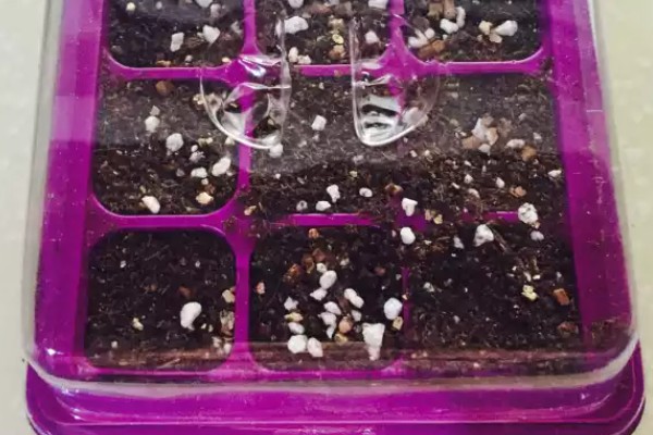 蔷薇花种子的种植时间，春季的3-4月份种植为佳