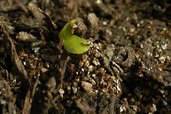蔷薇花种子的种植时间，春季的3-4月份种植为佳