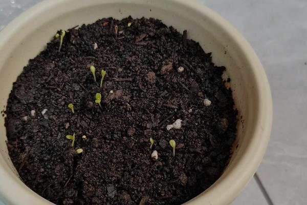 雏菊的播种时间，8-9月份播种最佳