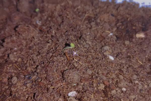 雏菊的播种时间，8-9月份播种最佳