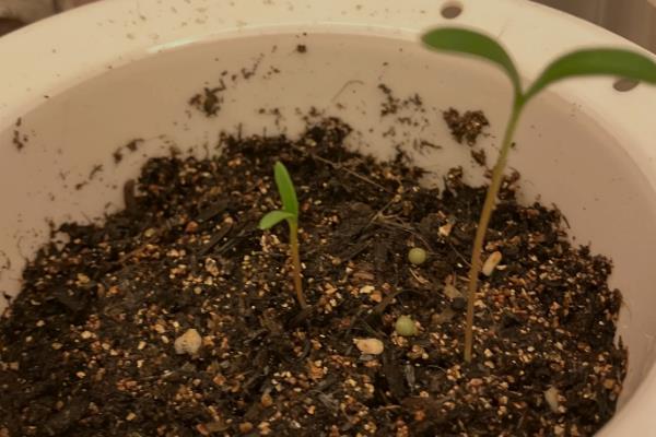 雏菊的播种时间，8-9月份播种最佳