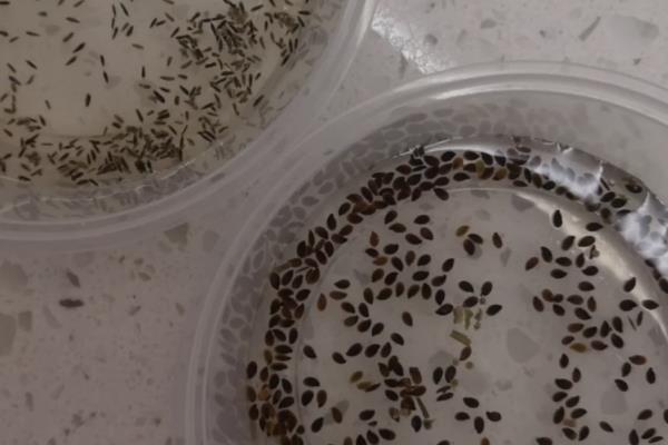 雏菊的播种时间，8-9月份播种最佳