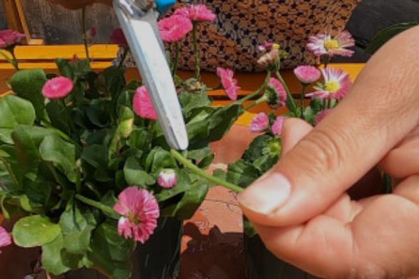 雏菊的播种时间，8-9月份播种最佳