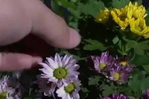 雏菊的播种时间，8-9月份播种最佳