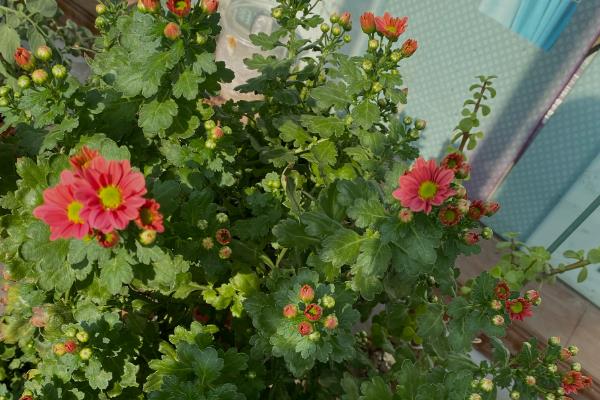 雏菊的播种时间，8-9月份播种最佳