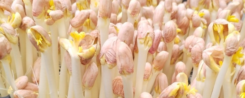 怎么培育花生芽，每天需淋水3-4次