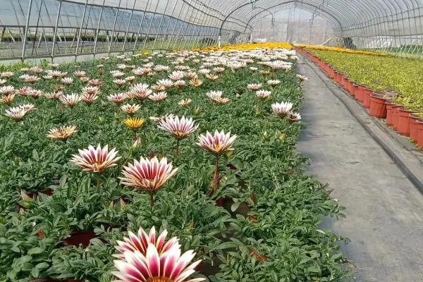 勋章菊的养殖方法，生长适温为15-20℃