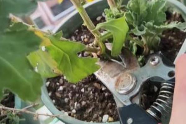 勋章菊的养殖方法，生长适温为15-20℃