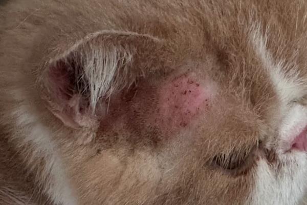 猫过敏性皮炎的症状，常表现为红肿瘙痒、掉毛等