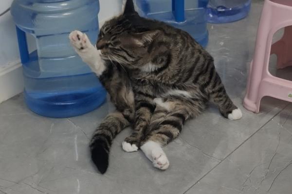 猫过敏性皮炎的症状，常表现为红肿瘙痒、掉毛等