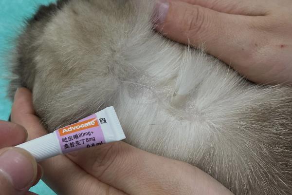 猫过敏性皮炎的症状，常表现为红肿瘙痒、掉毛等
