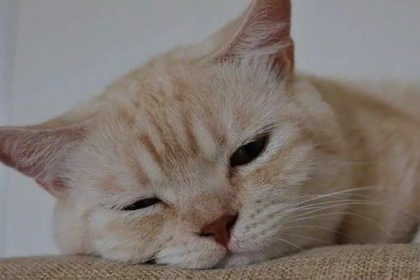 猫过敏性皮炎的症状，常表现为红肿瘙痒、掉毛等