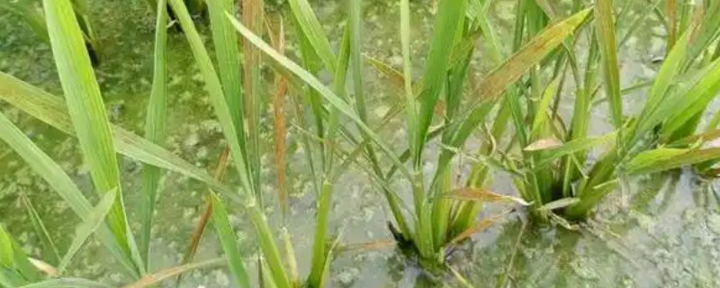 烂泥水稻僵苗的原因，可能是磷素缺乏所致