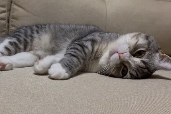 猫过敏性皮炎的症状，常表现为红肿瘙痒、掉毛等