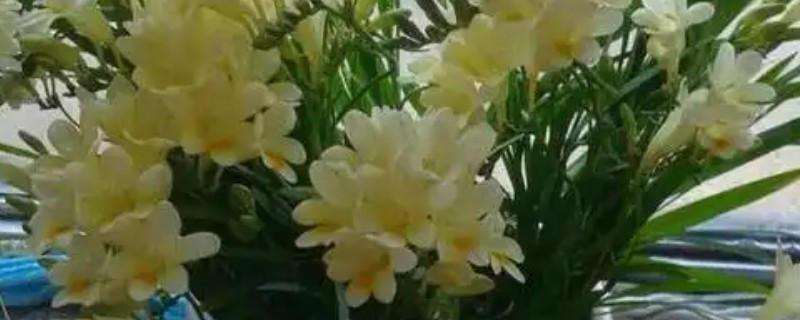 香雪莲花的养殖方法，在生长旺盛期要保持盆土微微湿润