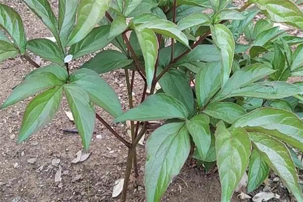 芍药花移栽要不要露花芽，移栽不可露花