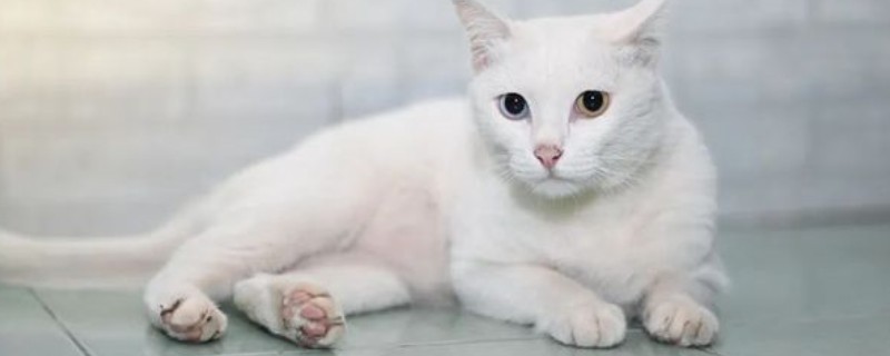 猫毛囊炎的症状，皮肤会变得红肿变黑、脱毛等